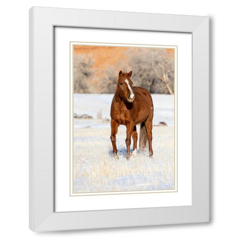 USA- Shell- Wyoming. Hideout Ranch lone horse in snow.  White Modern Wood Framed Art Print with Double Matting by Gulin, Darrell
