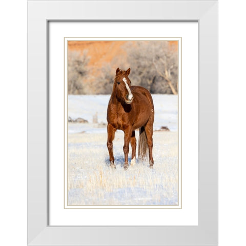 USA- Shell- Wyoming. Hideout Ranch lone horse in snow.  White Modern Wood Framed Art Print with Double Matting by Gulin, Darrell