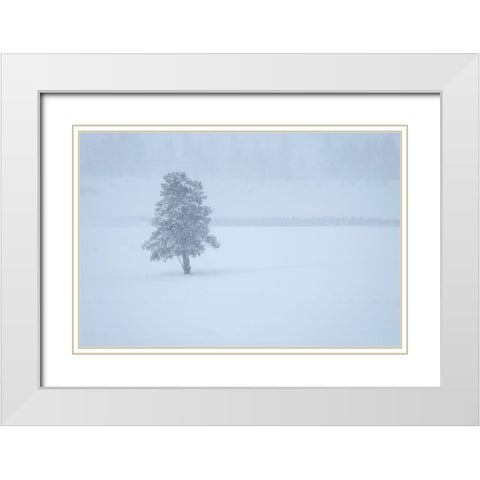 Lone tree White Modern Wood Framed Art Print with Double Matting by Theodore, George and Marilu