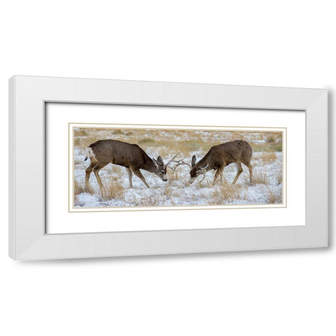 Young mule deer bucks play fighting-Rawlins-Wyoming-USA White Modern Wood Framed Art Print with Double Matting by Garber, Howie