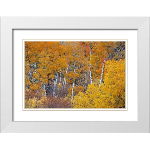 Yellow and orange Aspen trees with prominent trunks-Teton Valley-Wyoming White Modern Wood Framed Art Print with Double Matting by Garber, Howie