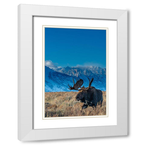 Bull moose portrait with Grand Teton National Park in background-Wyoming White Modern Wood Framed Art Print with Double Matting by Garber, Howie