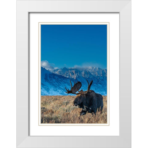 Bull moose portrait with Grand Teton National Park in background-Wyoming White Modern Wood Framed Art Print with Double Matting by Garber, Howie