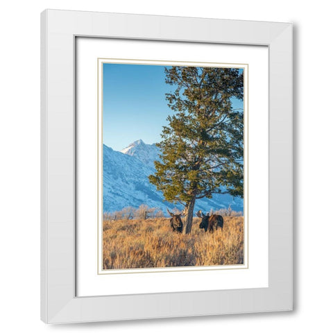 Bull moose vie for dominance at evergreen tree Grand Teton-National Park-Wyoming White Modern Wood Framed Art Print with Double Matting by Garber, Howie