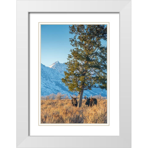 Bull moose vie for dominance at evergreen tree Grand Teton-National Park-Wyoming White Modern Wood Framed Art Print with Double Matting by Garber, Howie
