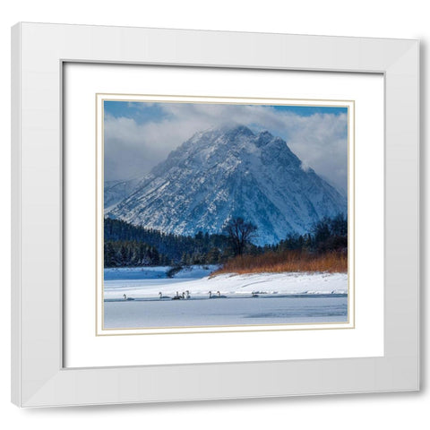 Flock of Trumpeter swans swim at Oxbow Bend in front of Mount Moran-Grand Teton National Park White Modern Wood Framed Art Print with Double Matting by Garber, Howie