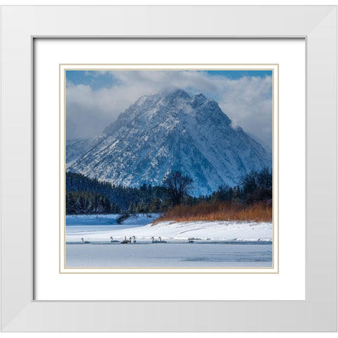 Flock of Trumpeter swans swim at Oxbow Bend in front of Mount Moran-Grand Teton National Park White Modern Wood Framed Art Print with Double Matting by Garber, Howie