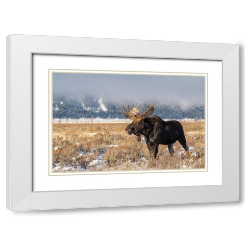 Bull moose portrait with snowy Grand Teton National Park in background-Wyoming White Modern Wood Framed Art Print with Double Matting by Garber, Howie
