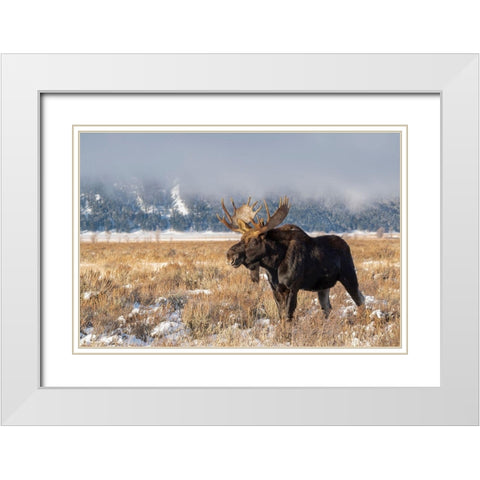 Bull moose portrait with snowy Grand Teton National Park in background-Wyoming White Modern Wood Framed Art Print with Double Matting by Garber, Howie