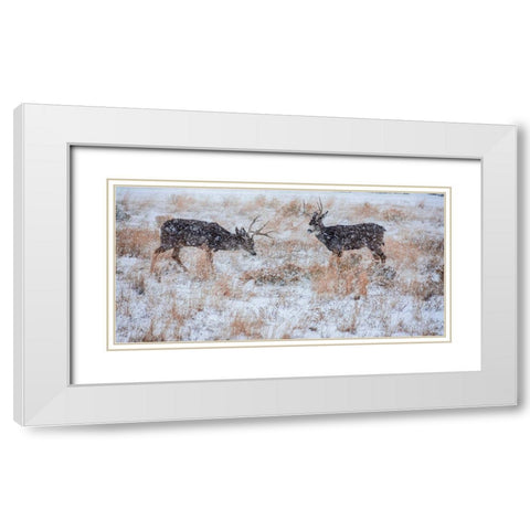 Mule Deer Bucks graze in snowstorm-Wyoming White Modern Wood Framed Art Print with Double Matting by Garber, Howie