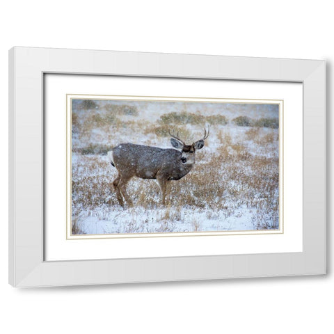Mule Deer Bucks graze in snowstorm-Wyoming White Modern Wood Framed Art Print with Double Matting by Garber, Howie