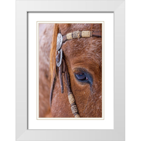 USA- Wyoming. Hideout Horse Ranch- horse detail.  White Modern Wood Framed Art Print with Double Matting by Looney, Hollice