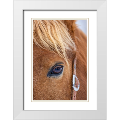 USA- Wyoming. Hideout Horse Ranch- horse detail.  White Modern Wood Framed Art Print with Double Matting by Looney, Hollice