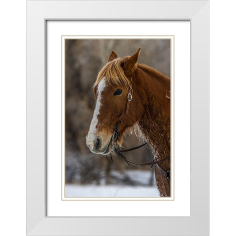 USA- Wyoming. Hideout Horse Ranch- horse detail.  White Modern Wood Framed Art Print with Double Matting by Looney, Hollice