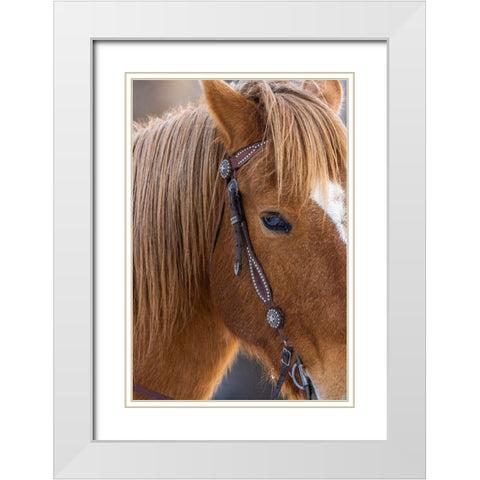 USA- Wyoming. Hideout Horse Ranch- horse detail.  White Modern Wood Framed Art Print with Double Matting by Looney, Hollice