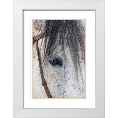 USA- Wyoming. Hideout Horse Ranch- horse detail.  White Modern Wood Framed Art Print with Double Matting by Looney, Hollice