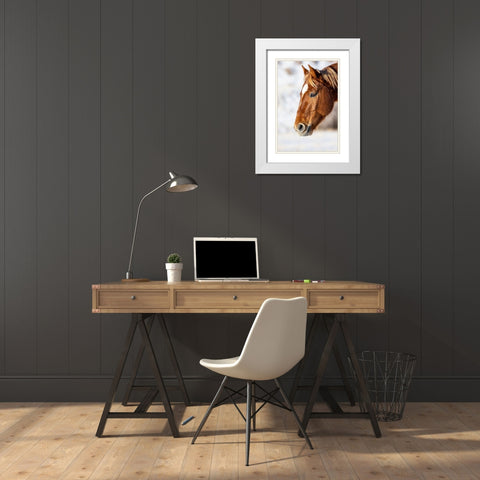 USA- Wyoming. Hideout Horse Ranch- horse detail.  White Modern Wood Framed Art Print with Double Matting by Looney, Hollice