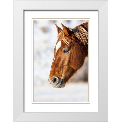 USA- Wyoming. Hideout Horse Ranch- horse detail.  White Modern Wood Framed Art Print with Double Matting by Looney, Hollice