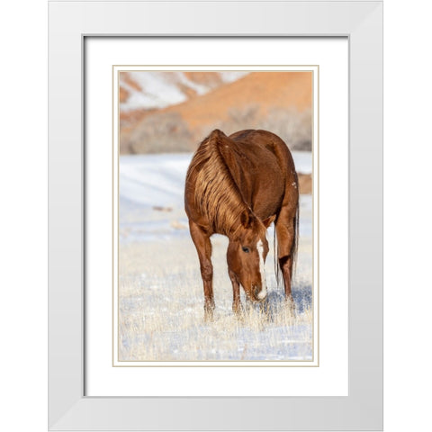 USA- Wyoming. Hideout Horse Ranch- horse grazing in snow.  White Modern Wood Framed Art Print with Double Matting by Looney, Hollice