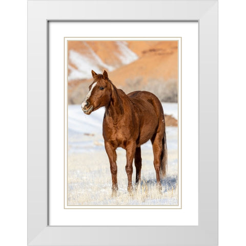 USA- Wyoming. Hideout Horse Ranch- horse in snow.  White Modern Wood Framed Art Print with Double Matting by Looney, Hollice