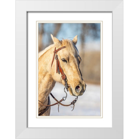USA- Wyoming. Hideout Horse Ranch- horse portrait.  White Modern Wood Framed Art Print with Double Matting by Looney, Hollice