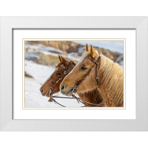 USA- Wyoming. Hideout Horse Ranch- horses at Rest in the snow.  White Modern Wood Framed Art Print with Double Matting by Looney, Hollice