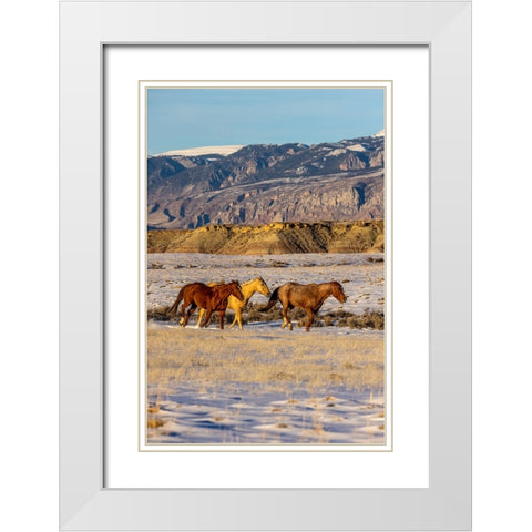 USA- Wyoming. Hideout Horse Ranch- horses in snow.  White Modern Wood Framed Art Print with Double Matting by Looney, Hollice