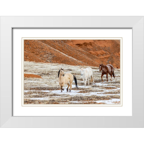 USA- Wyoming. Hideout Horse Ranch- horses in snow.  White Modern Wood Framed Art Print with Double Matting by Looney, Hollice