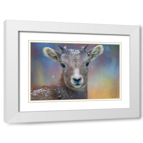 Wyoming. A young mountain goats first snow. White Modern Wood Framed Art Print with Double Matting by Muir, Janet