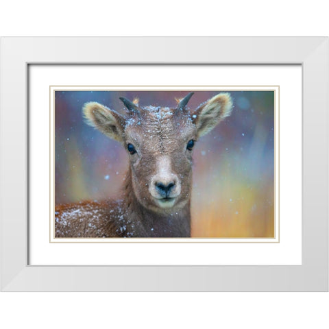 Wyoming. A young mountain goats first snow. White Modern Wood Framed Art Print with Double Matting by Muir, Janet