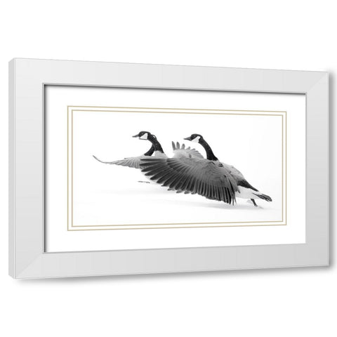 Wyoming. Two Canadian geese taking flight. White Modern Wood Framed Art Print with Double Matting by Muir, Janet
