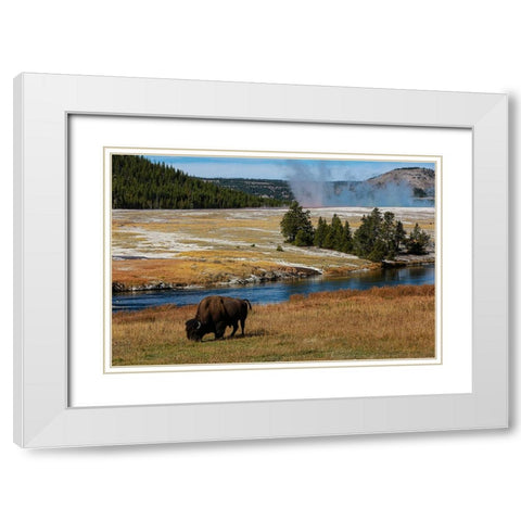 Yellowstone National Park-USA-Wyoming Buffalo and Old Faithful White Modern Wood Framed Art Print with Double Matting by Sienda, Jolly