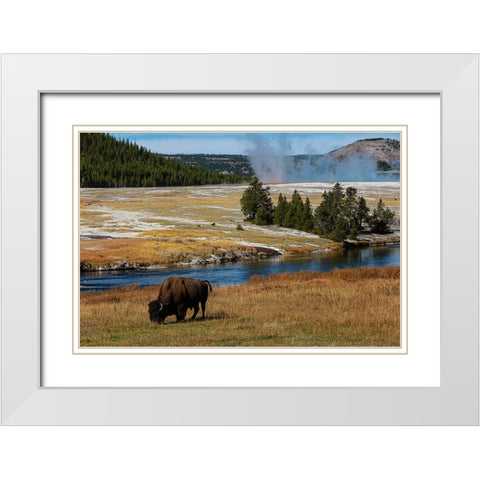 Yellowstone National Park-USA-Wyoming Buffalo and Old Faithful White Modern Wood Framed Art Print with Double Matting by Sienda, Jolly