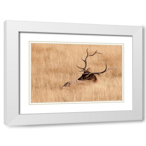 WY-Yellowstone National Park-Bull Elk-in meadow-(Cervus elaphus) White Modern Wood Framed Art Print with Double Matting by Wild, Jamie and Judy