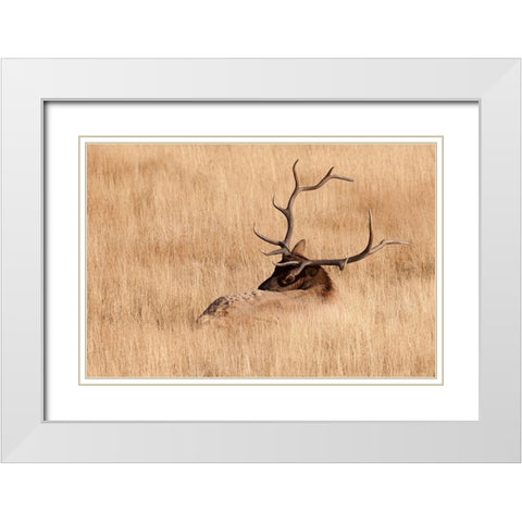 WY-Yellowstone National Park-Bull Elk-in meadow-(Cervus elaphus) White Modern Wood Framed Art Print with Double Matting by Wild, Jamie and Judy