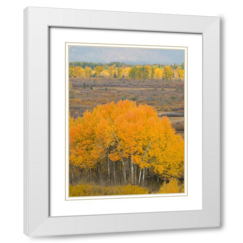 Wyoming- Grand Teton National Park. Golden Aspen trees White Modern Wood Framed Art Print with Double Matting by Wild, Jamie and Judy