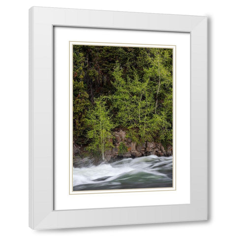 Wyoming Budding trees-La Grange Cascade-Yellowstone National Park White Modern Wood Framed Art Print with Double Matting by Zimmerman, Judith