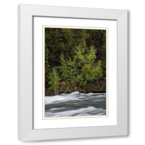 Wyoming Budding trees-La Grange Cascade-Yellowstone National Park White Modern Wood Framed Art Print with Double Matting by Zimmerman, Judith