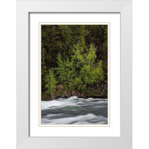 Wyoming Budding trees-La Grange Cascade-Yellowstone National Park White Modern Wood Framed Art Print with Double Matting by Zimmerman, Judith