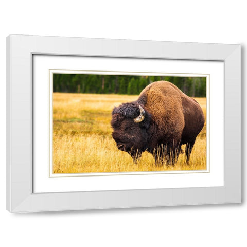 Bison-Yellowstone National Park-Wyoming-USA White Modern Wood Framed Art Print with Double Matting by Bishop, Russ