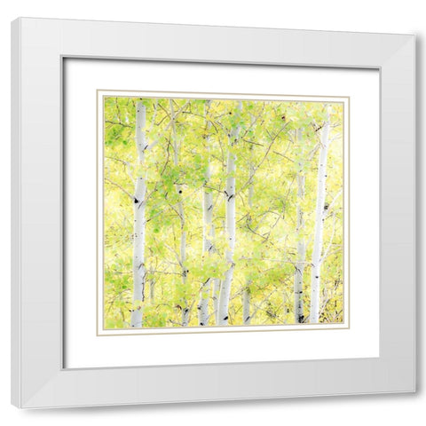 Wyoming-Jackson-Grand Teton National Park and fall colors on Aspen Trees White Modern Wood Framed Art Print with Double Matting by Gulin, Sylvia