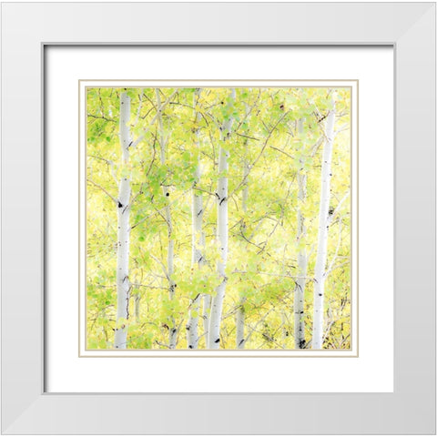 Wyoming-Jackson-Grand Teton National Park and fall colors on Aspen Trees White Modern Wood Framed Art Print with Double Matting by Gulin, Sylvia