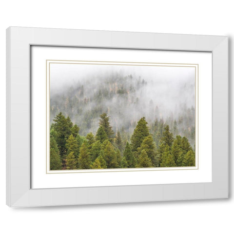 Wyoming-Hoback-clouds intermingling with evergreens on rainy morning White Modern Wood Framed Art Print with Double Matting by Gulin, Sylvia