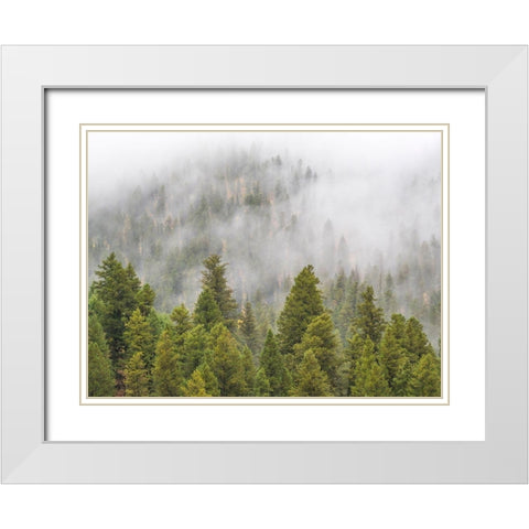 Wyoming-Hoback-clouds intermingling with evergreens on rainy morning White Modern Wood Framed Art Print with Double Matting by Gulin, Sylvia