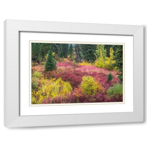 Wyoming-Hoback fall colors along Highway 89 with Dogwood-Willow-Evergreens-Aspens White Modern Wood Framed Art Print with Double Matting by Gulin, Sylvia