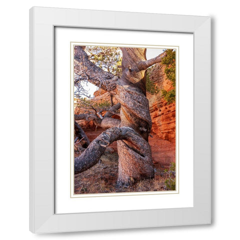USA-Wyoming-Gnarled and twisted pine tree White Modern Wood Framed Art Print with Double Matting by Haseltine, Tom