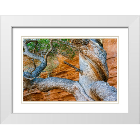 USA-Wyoming-Gnarled and twisted pine tree White Modern Wood Framed Art Print with Double Matting by Haseltine, Tom