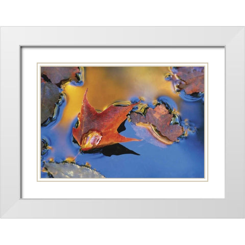 Northeast, Maple Leaf Floating Down Stream White Modern Wood Framed Art Print with Double Matting by Rotenberg, Nancy