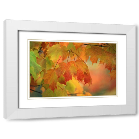 USA, Northeast, Maple Leaves in Rain White Modern Wood Framed Art Print with Double Matting by Rotenberg, Nancy