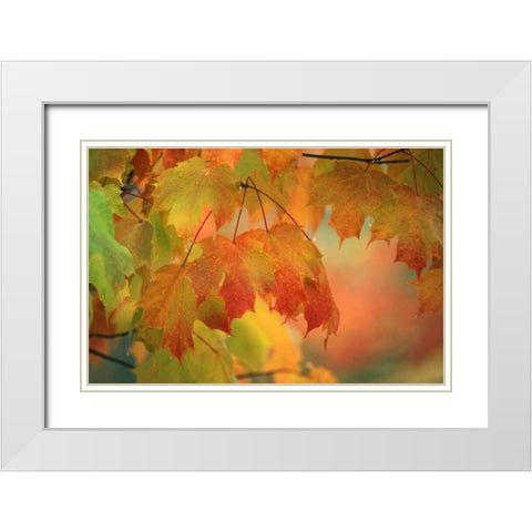 USA, Northeast, Maple Leaves in Rain White Modern Wood Framed Art Print with Double Matting by Rotenberg, Nancy